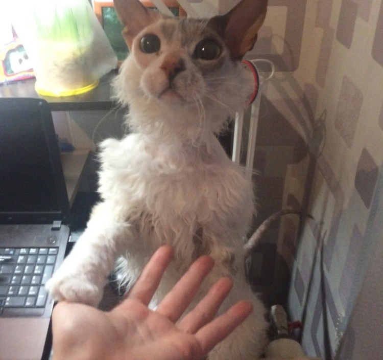 Донской сфинкс Корниш рекс