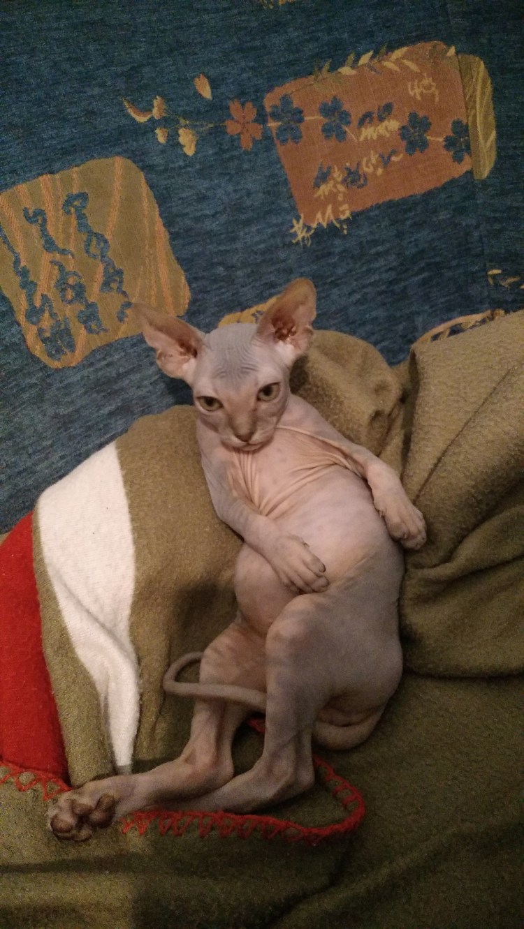 Помесь сфинкса и британца