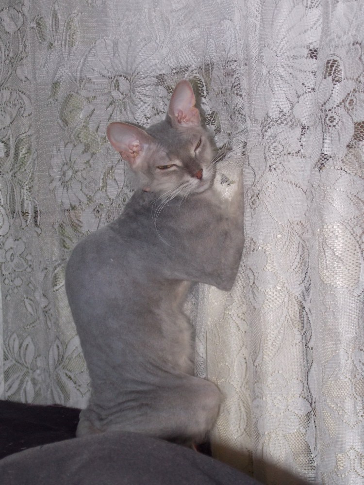 Окрасы сфинксов циннамон