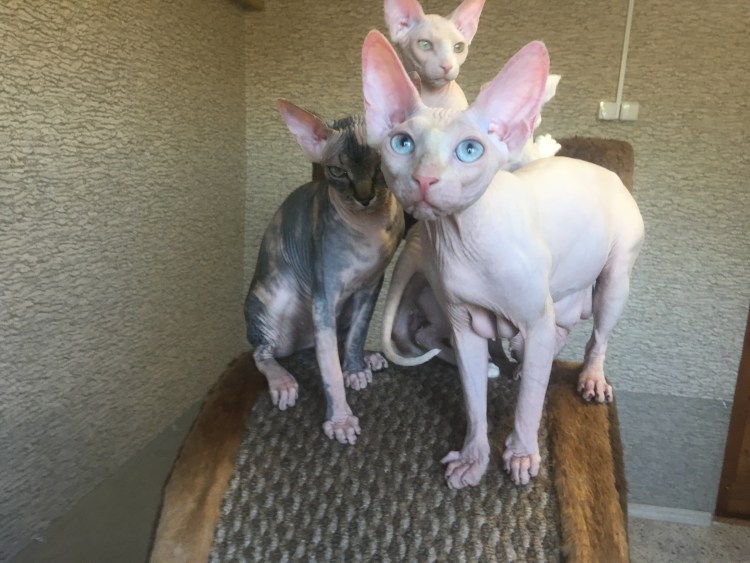 Донской сфинкс браш