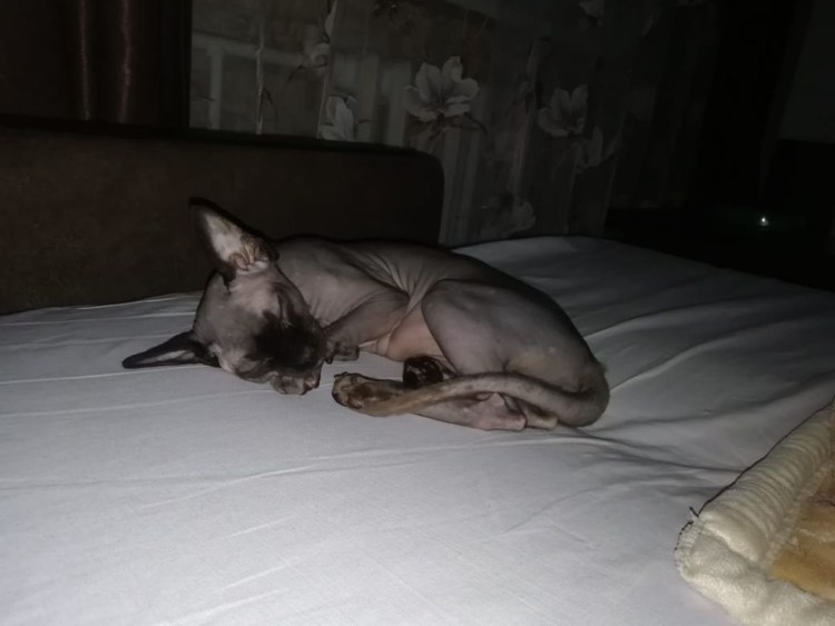 Каракал Гоша Шлеппа