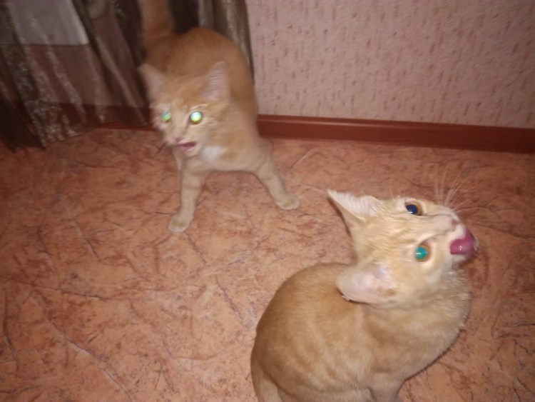 Сфинкс скрещенный с вислоухим котом