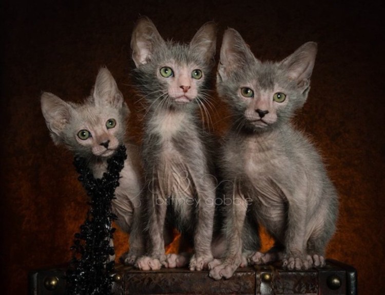 Сфинкс кот помесь