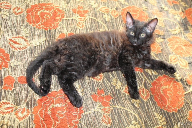 Корниш Ориентал метис