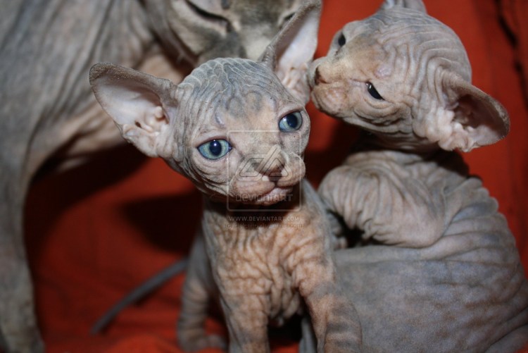 Петерболд серый