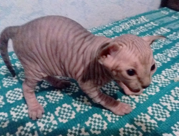 Сфинкс окрас n21