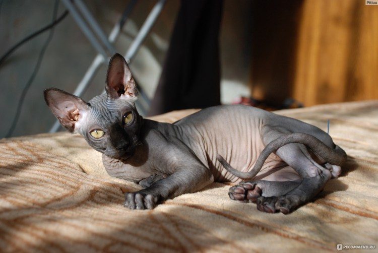 Донской сфинкс милый
