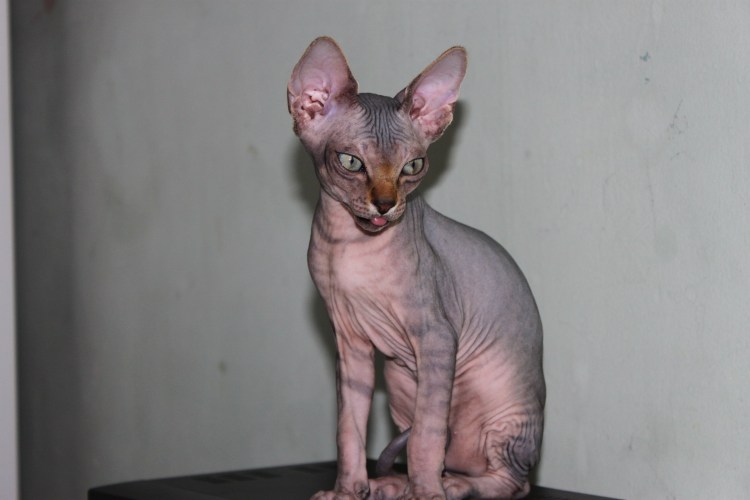 Сфинкс кот метис