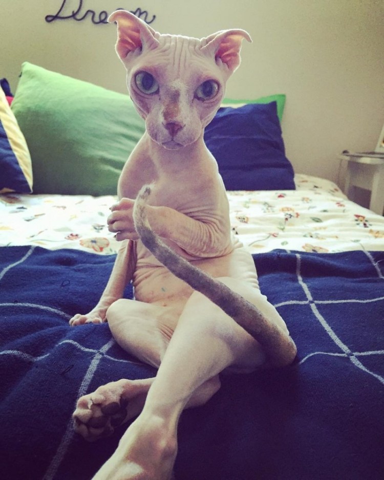 Котята шотландца и сфинкса