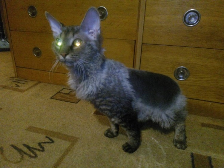 Метис сфинкса