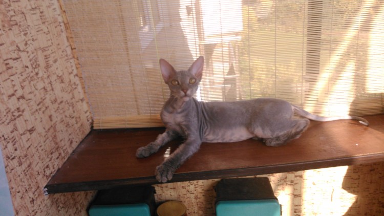 Помет сфинкса и с Бирской