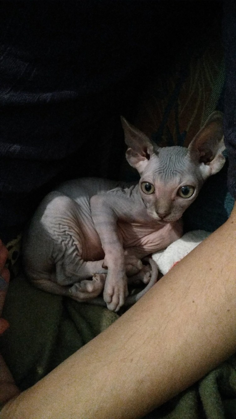 Смесь сфинкса и Персидского кота