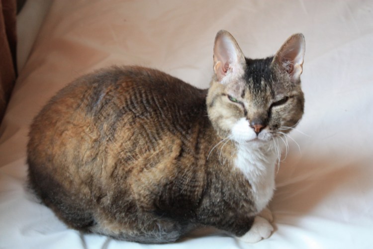 Смесь сфинкса и британца