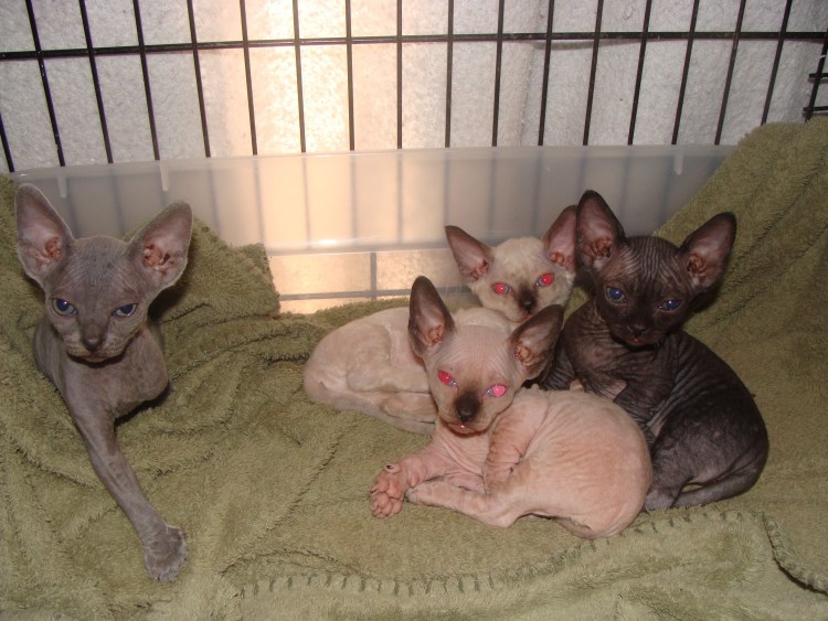 Донской сфинкс Бамбино