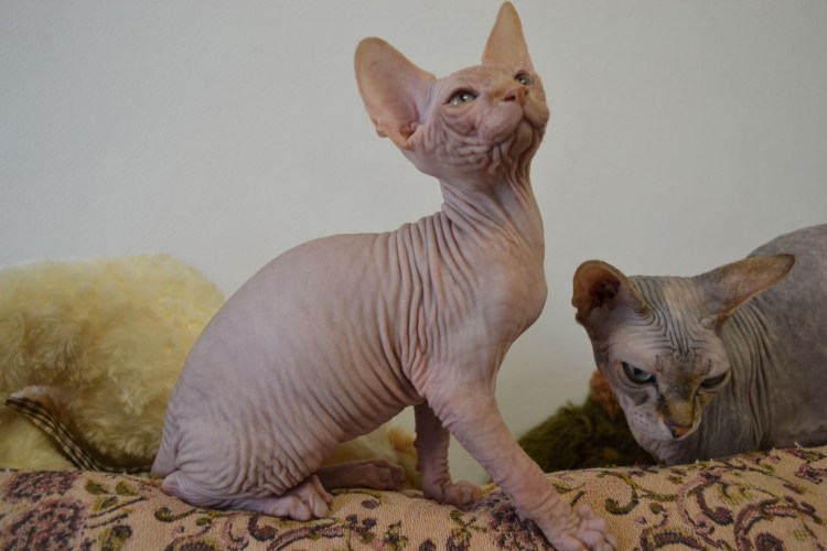 Смесь сфинкса и британца вислоухого