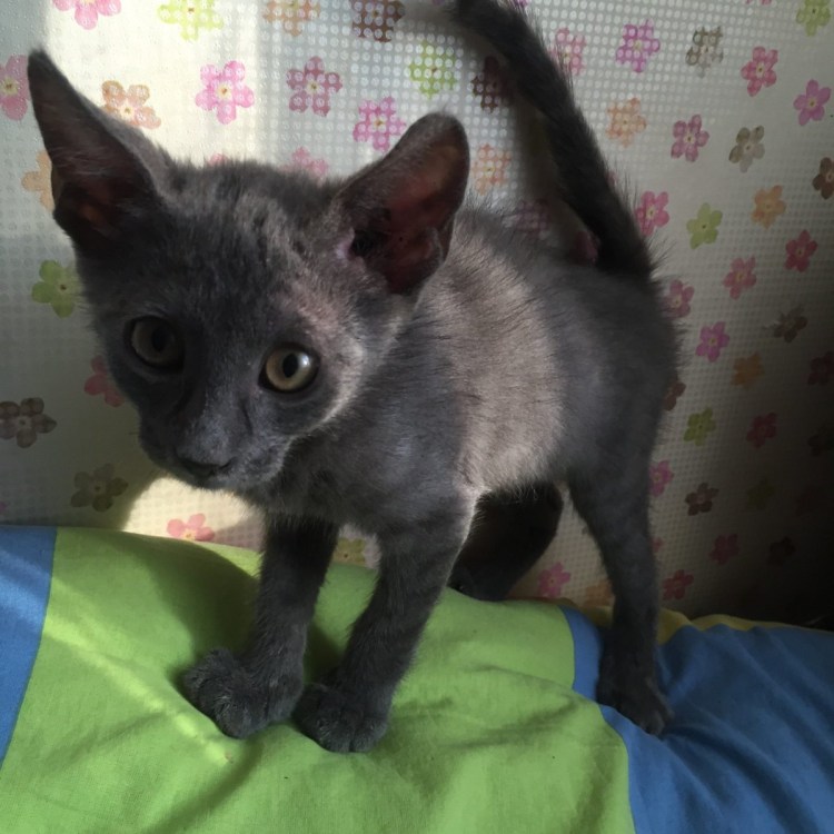 Персидский кот и сфинкс