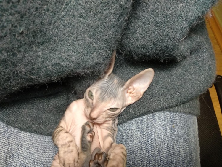 Дальневосточный сфинкс