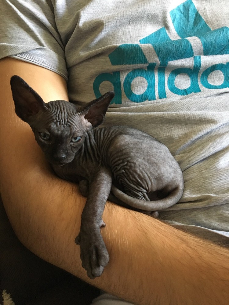 Лысый кот на диване