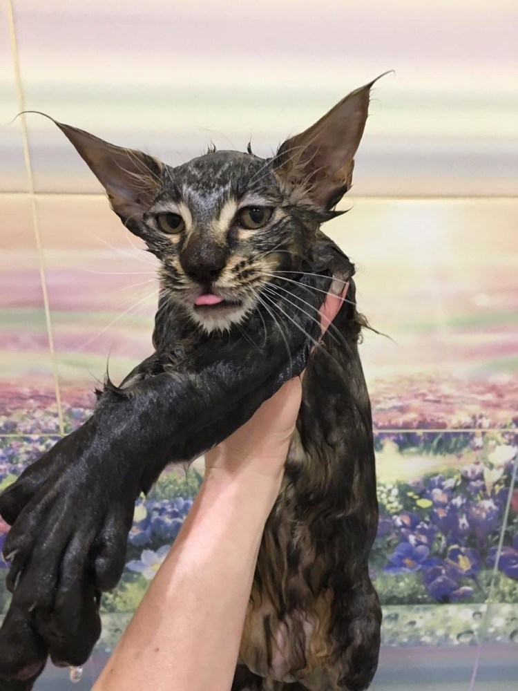 Котенок смесь сфинкса