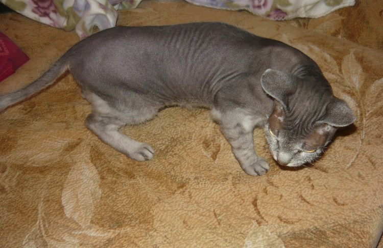 Донской сфинкс без усов