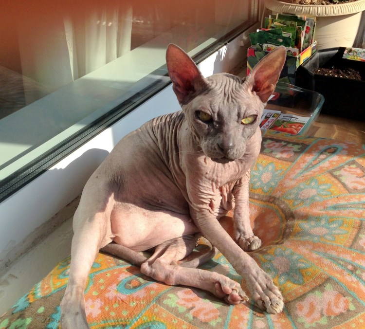 Мейн кун и Ориентал