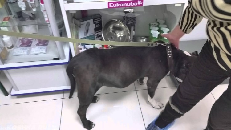 Асцит брюшной полости у животных