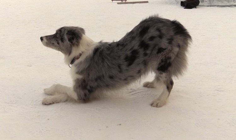 Как стерилизуют кошек схема