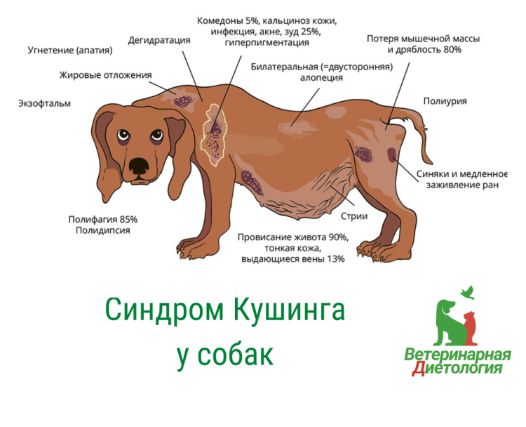Болезнь Иценко Кушинга у собак