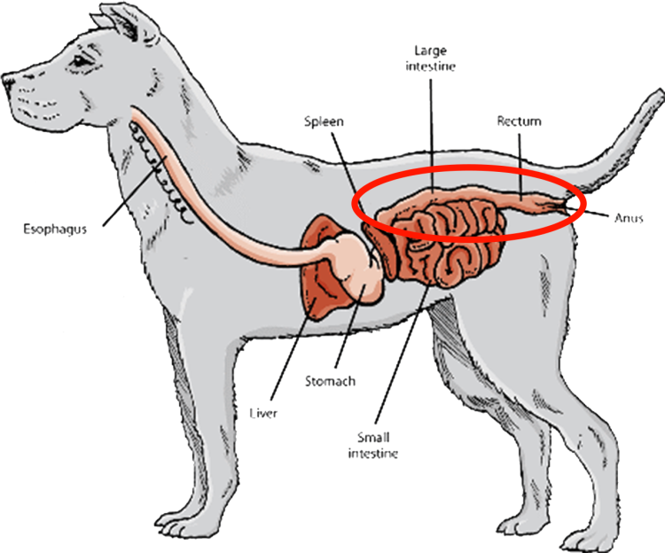 Строение пищеварительной системы собаки схема