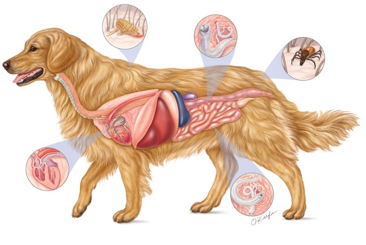 Рацион питания для собак породы лабрадор