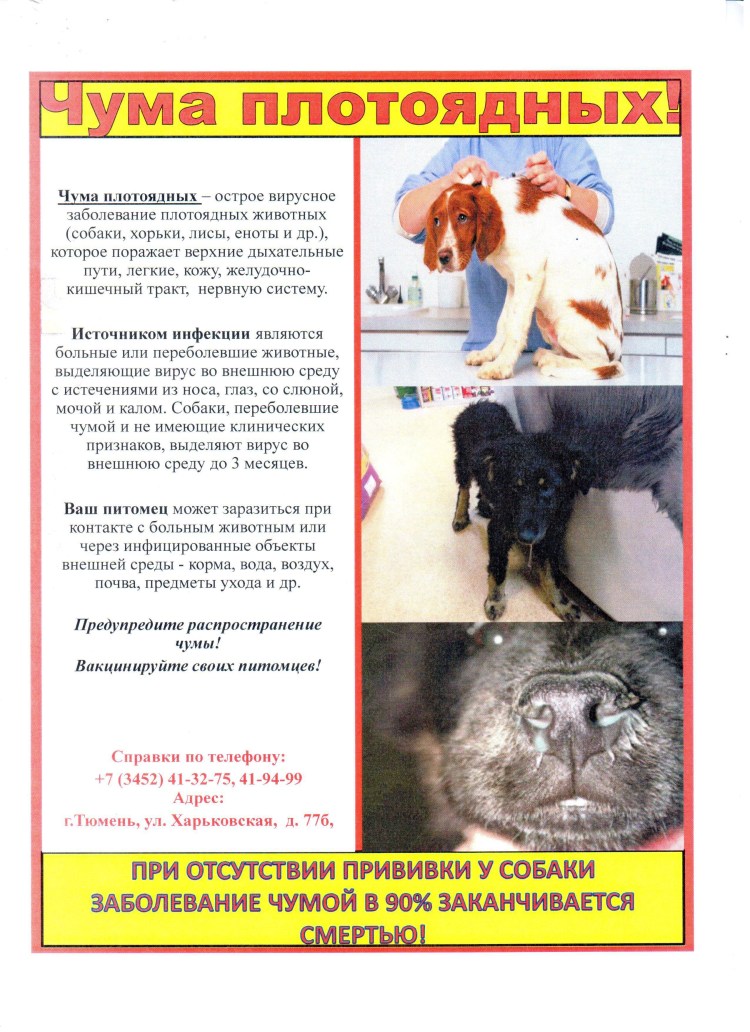 Стригущий лишай (трихофития) у собак