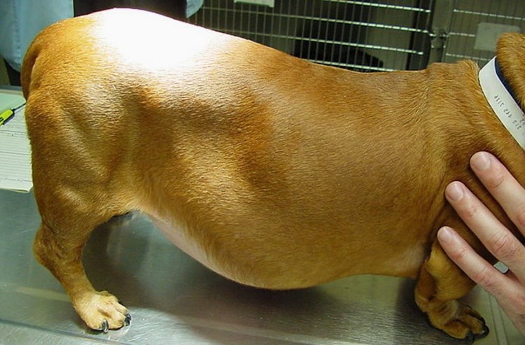 Нормальное Телосложение собаки