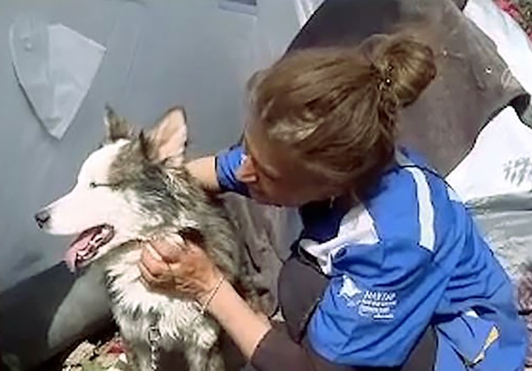 Положение тела собаки