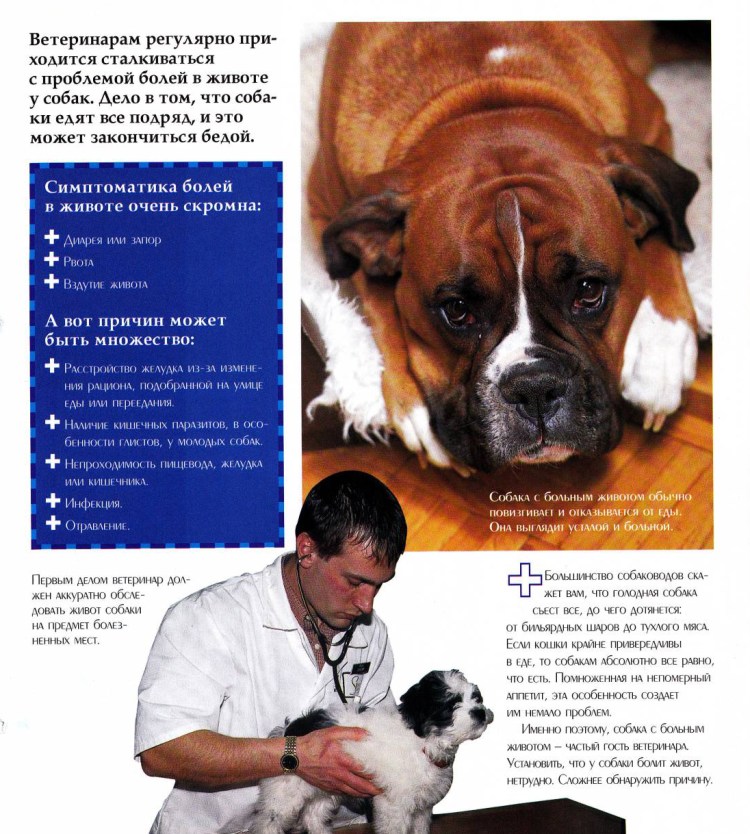 Анатомия дыхательных путей собаки