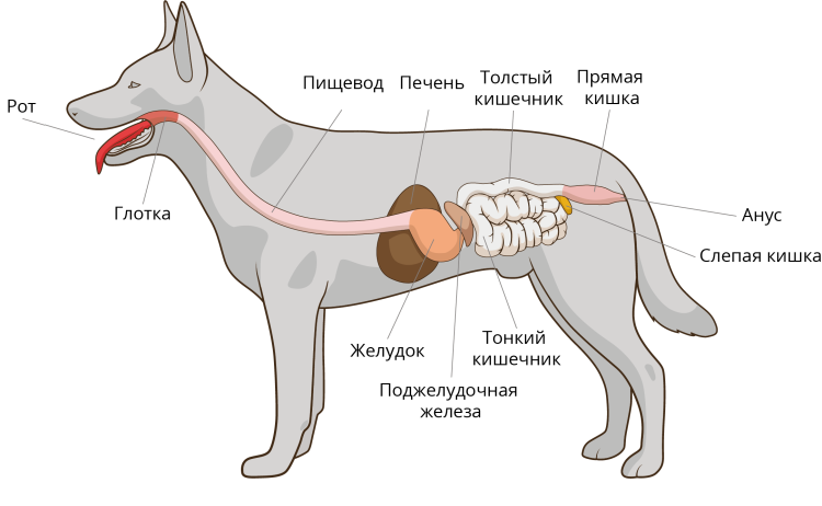 Строение органов пищеварения собаки