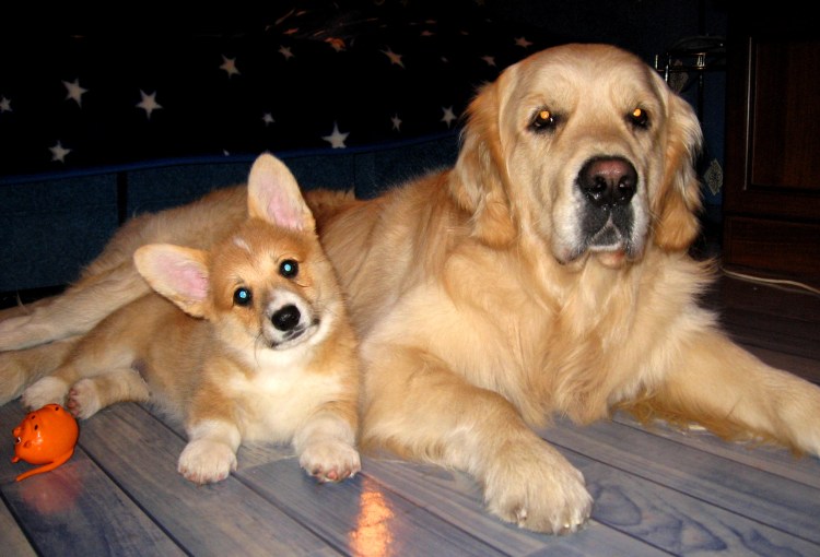 Вельш корги и лабрадор