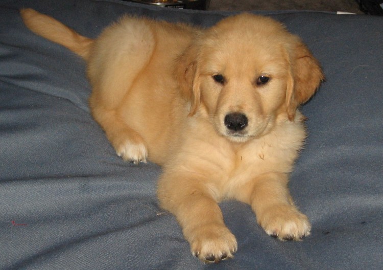 Корги и ретривер