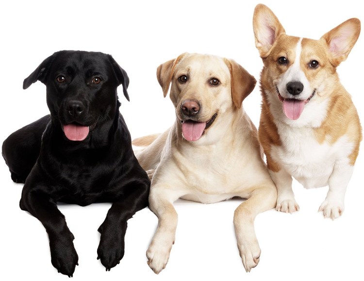 Корги и лабрадор