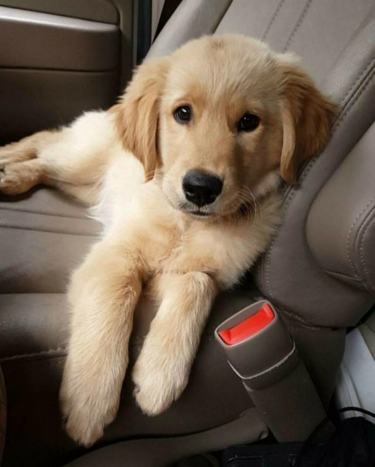 Помесь корги и золотистого ретривера