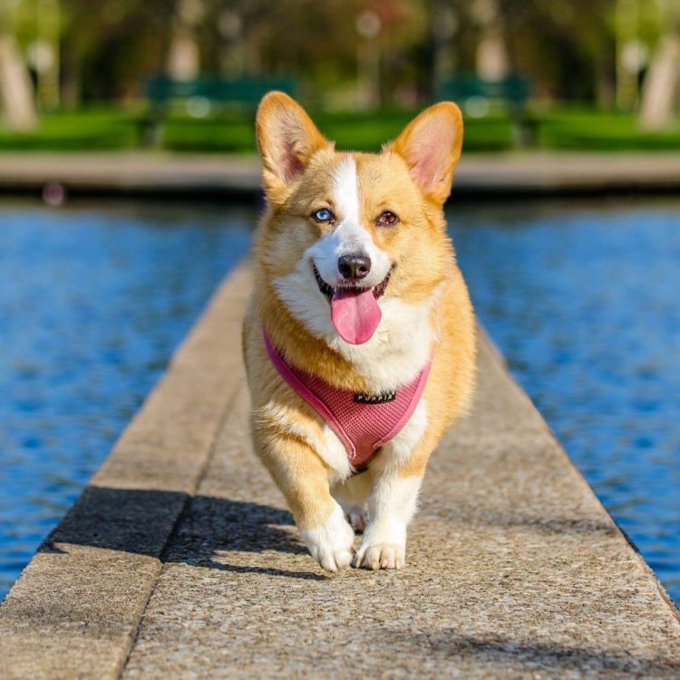 Метис ретривера и хаски