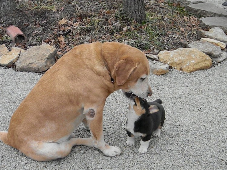 Корги и лабрадор