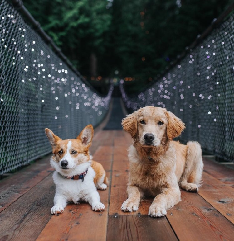 Метис золотистого ретривера