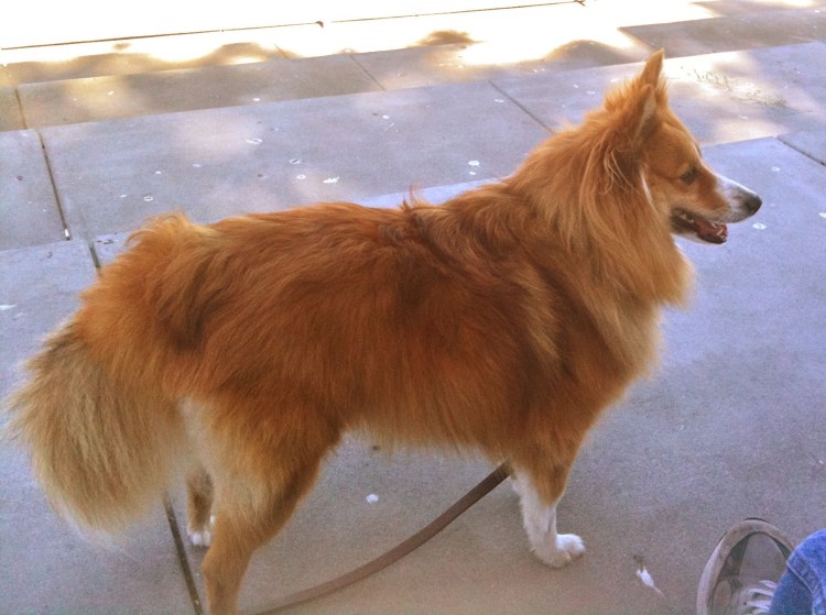 Метис корги