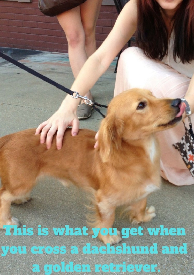 Эстетика собак золотистый ретривер