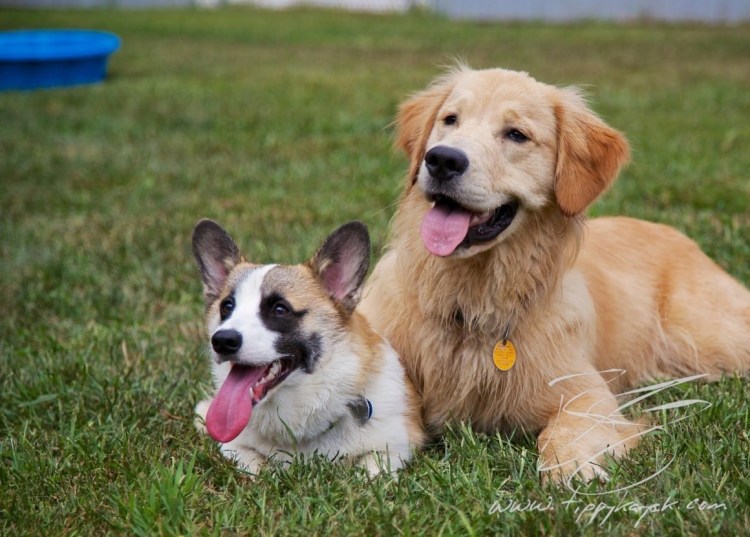 Метис корги и лабрадора