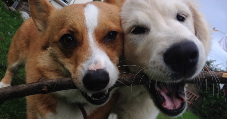 Корги и золотистый ретривер