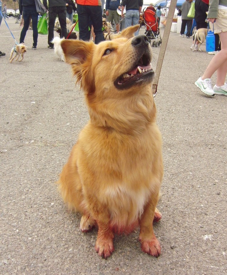 Корги ретривер собака