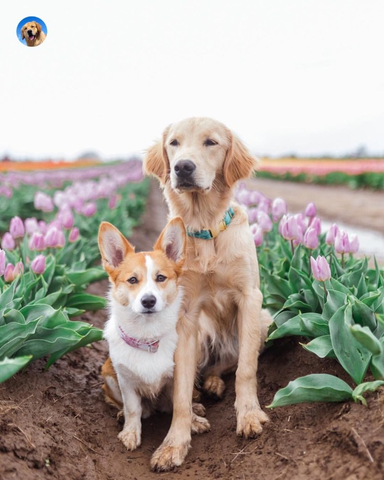 Лабрадор ретривер и корги