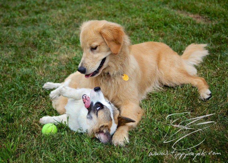 Корги и золотистый ретривер