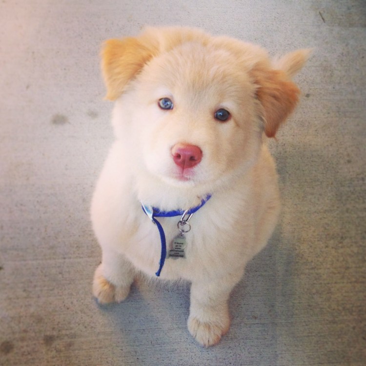 Корги в рекламе